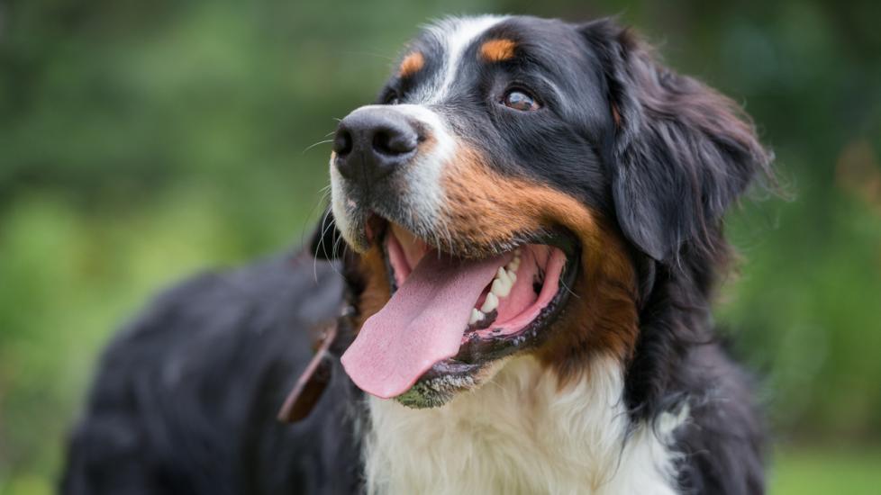 smiling bernese mountain dog outside