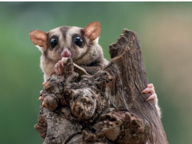 sugar-glider-holding-on-to-piece-of-wood