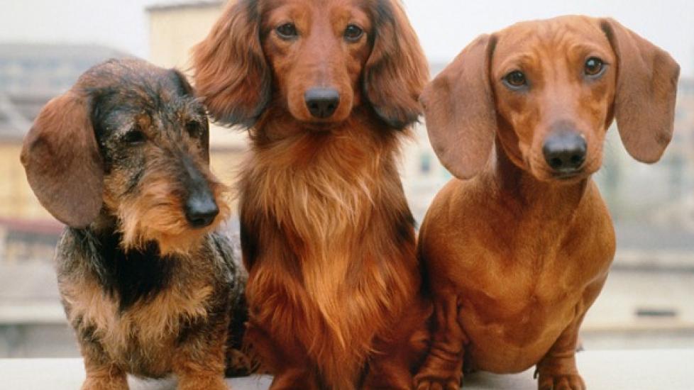 three brown dogs