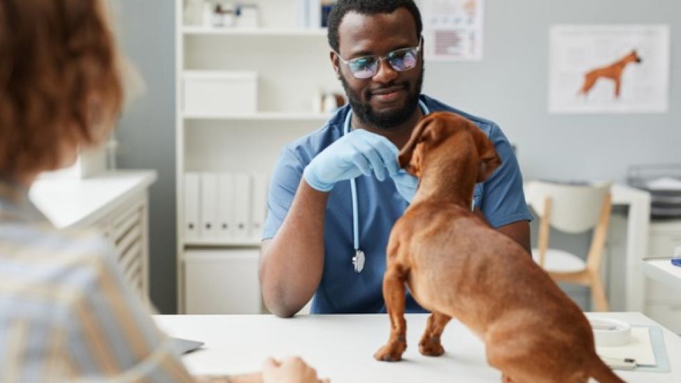 veterinarian examining dog on table