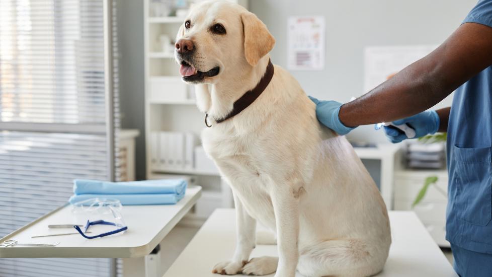 A yellow lab sits at the vet.