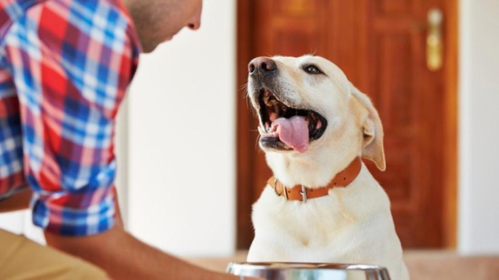 lab dog excited about food bowl